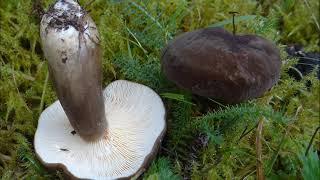Lactarius picinus