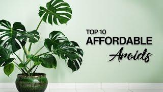 TOP 10 AFFORDABLE (& EASY) AROID HOUSEPLANTS!