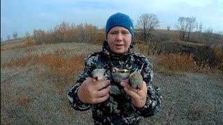 Ловля птиц! 31.10.2021! Щеглы, Урагусы! Catching birds! Goldfinches, Uraguses!