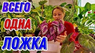 ЦВЕТЫ РАСТУТ КАК НА ДРОЖЖАХ.