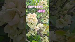 #나훈아  #잊을수있을까
