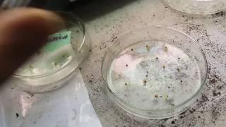 Seed Starting Gelatin vs Agar vs Kitty Litter Crystals