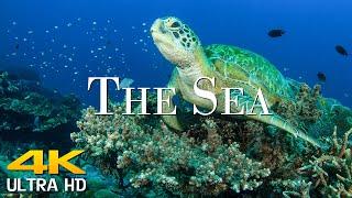 Scenic Wildlife Film With Calming Music & Video Under The Sea 4K || Scenic Film