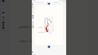 arteria ophthalmica #anatomy #medical