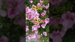 #전유진 #연모 #네메시아꽃