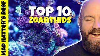 Top 10 Zoanthids for a Reef Tank