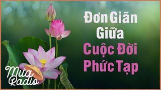 Hãy Đơn Giản Giữa Cuộc Đời Phức Tạp - Làm Người Sống Quá Xét Nét Sẽ Dễ Trở Nên Phiền Não - Mưa Radio