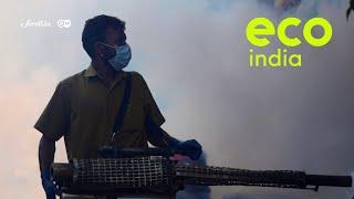 Eco India: How is Mumbai's dengue surge linked to climate change?