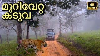 Bandipur Safari & Stay Package By JLR | മുതുകിനു പരിക്കേറ്റ ഭീകരൻ കടുവ