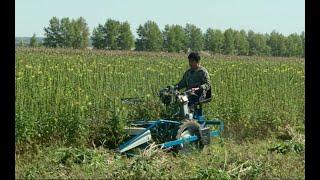 BCS 622 reaper binder harvest Oenothera biennis in China意大利割捆机在中国东北收割山芝麻