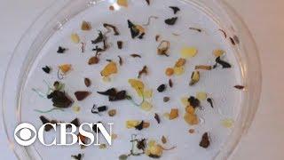 Scientists find microscopic plastic particles in Arctic snow