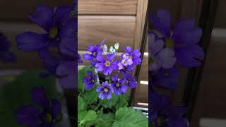 3月27日湖畔の夢〇関連動画2分51秒から湖畔の夢です
