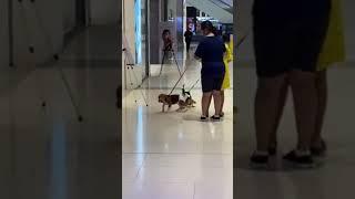 Puppies went to the mall!!! ‍| Julia Celine Adventures