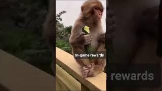 Age of Apes memes - in game rewards