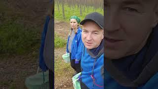 Съездили в лес за грибами и ягодами  #тесамыеизбрянска #черника #грибы #ягоды #ленобласть