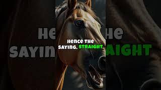 The Origin of "Straight from the Horse's Mouth" 