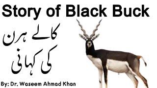 Black Buck Deer In Pakistan | Lal Suhanra National Park Bahawalpur | A Success Story of Black Buck