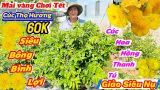 7/11️ 0911531741️Mai vàng giá rẻgiảm giá 60k-giảo siêu nụ-Bình Lợi-cúc thọ hương-Hồng thanh Tú