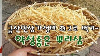 약성좋은 뿌리삼으로 금산인삼 가성비 최고로 먹기