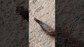 Leech after rain 