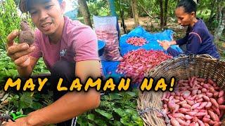 Ep.478- MAY LAMAN NA! | BUMILI KAMI NG KAMOTE PANGMERYENDA SA BUKID | buhay probinsya | bukids