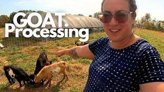 Dairy Goat Processing Day Prep & Highlight Reel (w/ Burger Bun Recipe!)