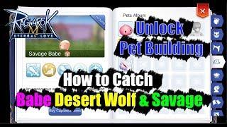 Ragnarok M Eternal Love How to Catch Babe Desert Wolf & Savage - Unlock Pet Building