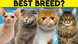 Best Cat Breeds For First Time Owners