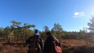 Caminando por Viru raba (Viru bog) en Estonia