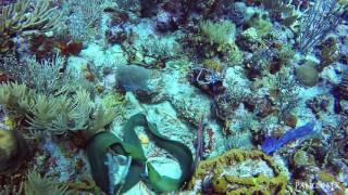 Green Moray Fight - Santa Monica Rock, BVI