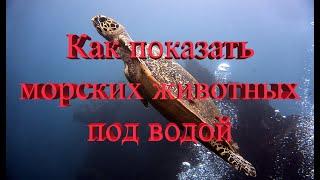 #обучениедайвингу  Дайвинг сигналы. How to show animals and fishes under water