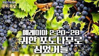 [큐티인]묵상 예레미야 2:20~28 귀한 포도나무로 심었거늘