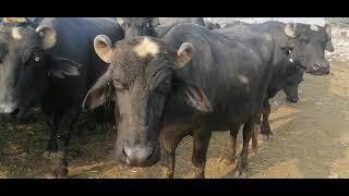 Shahbaz Gujjar buffalo