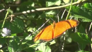 MARIPOSAS - Pequeña julia (Eueides aliphera)