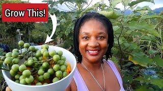 Grow Susumba For Food And Medicine||You Will Not Regret Growing Susumba/ Gully Bean