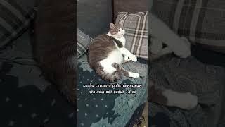 ТИХО ТИХО СПОКОЙНО СПОКОЙНО СПОКОЙНО!#батон#котик#юмор#шортс#2025 .