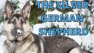 The Unusual Silver German Shepherd