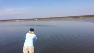 Huge school of redfish cruising the flat.