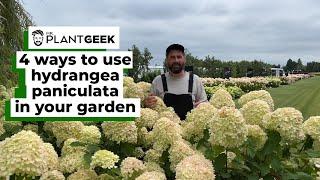 4 ways to use Hydrangea paniculata in your garden and patio