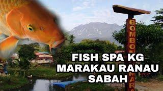 MUST VISIT PLACES IN RANAU SABAH - BOMBON KAMPUNG MARAKAU FISH SPA