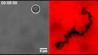 'Rolling' DNA based motor