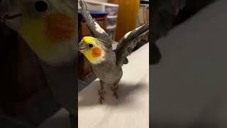 Bird Who Won't Let Mom Have A Boyfriend Finally Breaks Down | The Dodo