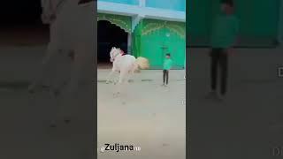 zuljana traning vahalna sadat