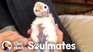 This Guy Wasn't A Bird Fan Until He Met This Little Bald Cockatoo | The Dodo Soulmates