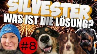 Wenn dein Hund diese Übung schafft ist Silvester kein Problem mehr ️ Level 8