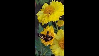 MOTH | #short | MOTH BUTTERFLY | MOTH BUTTERFLY VIDEO | প্রজাপতি | MOTH ON FLOWER | MOTH ACTIVITY