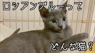 ロシアンブルーの子猫と暮らして気づいたこと3選