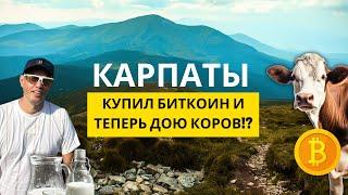 Карпаты: Купил Биткоин и Теперь Дою Коров на Гуцульской Сыроварне - Тайны Производства Сыра