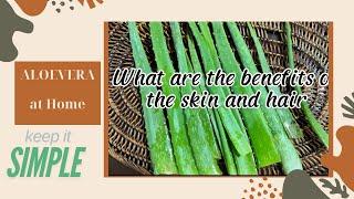 The Science Behind ALOE VERA BENEFITS on SKIN & HAIR
