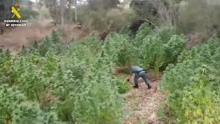 ¡Un cultivo de marihuana en una isla dentro del río Guadiana!